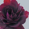 Geranium Royal Black Rose x 3 Large plug plants 