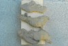 CONCRETION SANDSTONE NATURAL MINERAL ROCK RARE 