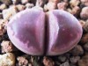 Lithops optica var. rubra RARE 