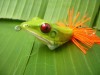 Handmade : V Frog TopWater Fishing Lure #RedEye 