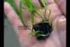 Aponogeton Natan-Fern Moss Java Live Aquarium Koi Plant 