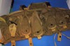 REAL Blackhawk commando chest harness oilve drab 