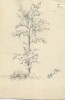 Dibujo a lápiz. Título: Paisaje. Autor: Joaquín Albared 