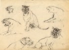 Dibujo a lápiz.Fauna salvaje, tigres.Joaquín Albareda 
