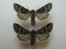 Noctuidae: Papestra biren (glauca) - COUPLE 