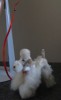 VINTAGE X RARE BARBIE OR BILD LILLY WHITE POODLE DOG WITH RED LEASH 