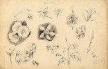 Dibujo a lápiz. Título: Flora alpina. Autor:  J. Albareda 1912 