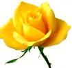 Rosal. De Planta madre Rosa Amarilla. 15 Semillas-Seeds | eBay</title><meta name=