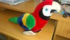  Peluche Loro Juguetes Niños 